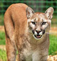 cougar thumbnail graphic